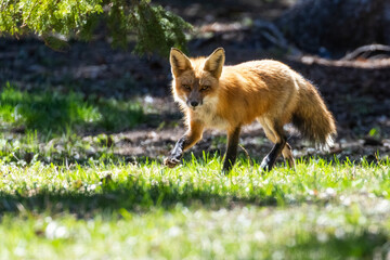 Fototapeta premium Mother Fox hunting squirrels in spring