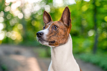 Fototapeta premium basenji dog stands alert looking to the side in lush green forest with blurred natural background, showing breed characteristic erect ears elegant slim build in proud outdoor portrait
