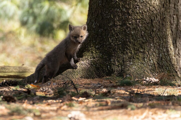 Fototapeta premium Babies fox in spring, Quebec, Canada