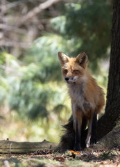 Obraz premium Mother Fox hunting squirrels in spring