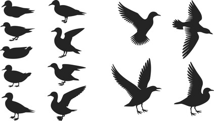 Naklejka premium Duck silhouettes set with swimming standing and flying poses isolated on white background for wildlife and design use