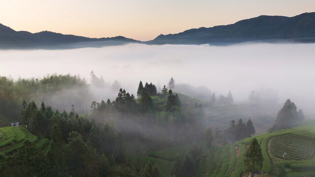 Misty morning landscape with terraced tea fields, pine forests, and mountain ranges shrouded in sea of clouds