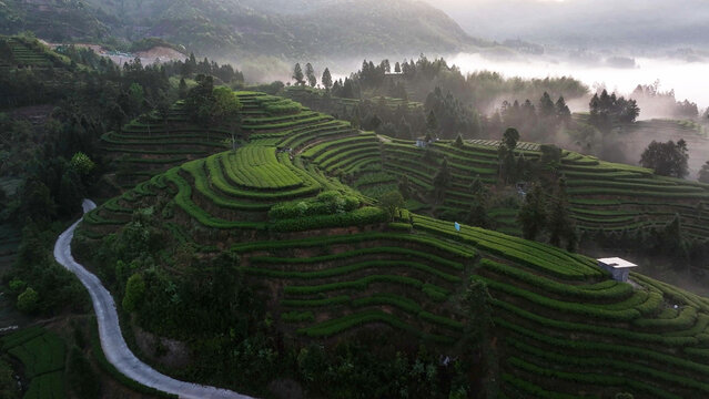 Misty morning landscape of terraced tea plantations winding through green hills in Yunnan