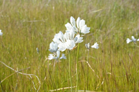 Beautiful Blooming White Brodiaea Flowers  or Triteleia Hyacintha 