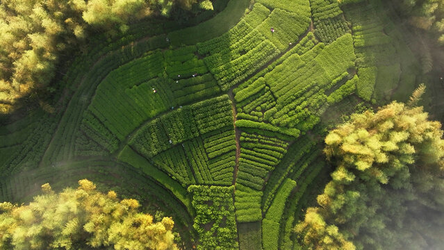 Aerial view of terraced tea plantations interwoven with bamboo forests in rural mountainous landscape