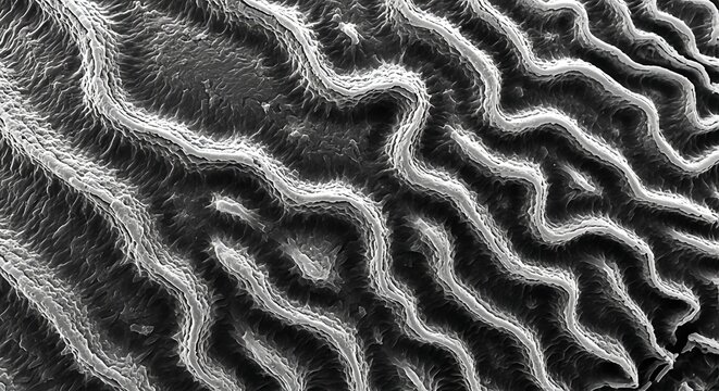Black and white microscopic texture of organic wavy ridges and folds