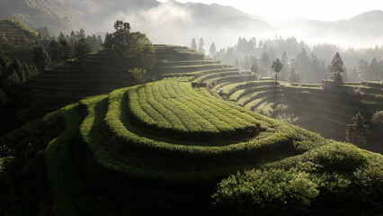 Naklejka premium Terraced tea plantations bathed in morning light with misty mountains and layered greenery