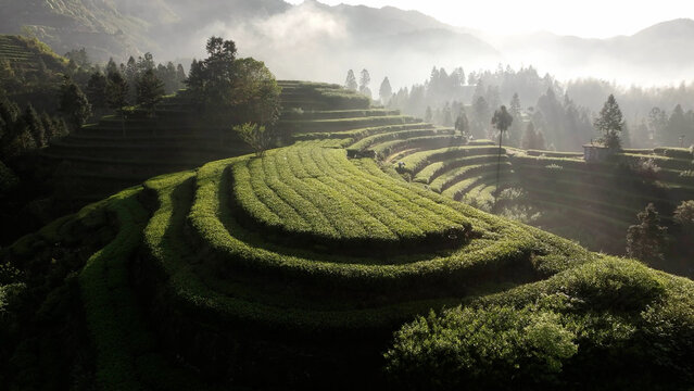 Terraced tea plantations bathed in morning light with misty mountains and layered greenery