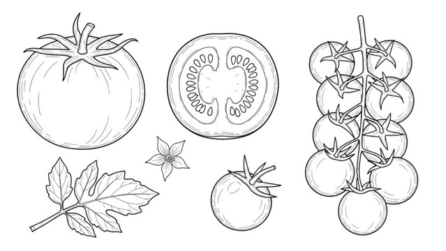Collection of colorful hand-drawn donuts with sprinkles and fruit toppings Vector