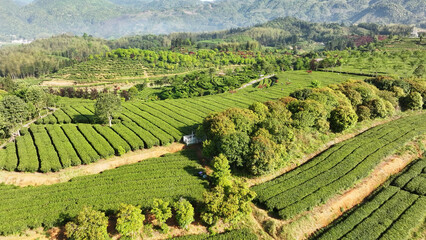 Terraced tea plantations layered across mountainous terrain with lush green vegetation and natural rural scenery © zhu difeng