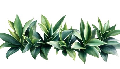 Obraz premium Lush Green Tropical Leaves Border