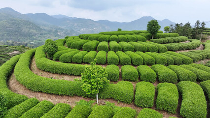 Terraced tea plantation with layered green vegetation and mountainous landscape scenery © zhu difeng