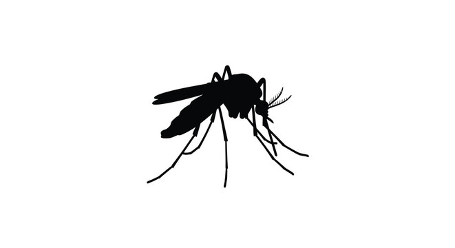 mosquito silhouette on white background high quality professional