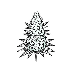 Obraz premium Cannabis Flower Bud Vector Illustration