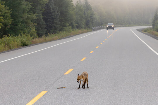 Oncoming car as red fox Vulpes vulpes stands in middle of highway on foggy morning in Algonquin Provincial Park Ontario Canada to inspect roadkill