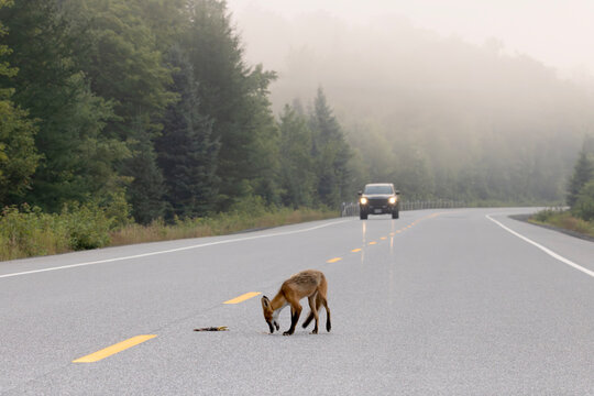 Oncoming car as red fox Vulpes vulpes walks into middle of highway on foggy morning in Algonquin Provincial Park Ontario Canada to inspect roadkill