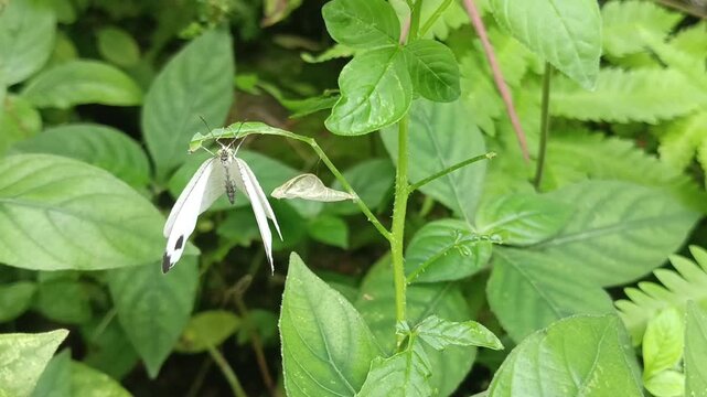 Macro fauna: Psyche butterfly or wandering white (Leptosia nina) newly hatched from its cocoon. This small butterfly from the Pieridae family has white wings with black spots and flies low and slowly 