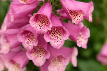 Close-up of blooming pink foxglove flowers with spotted interiors and delicate textures © 95R17