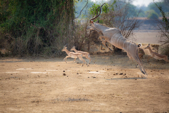 Greater kudu bull leaping mid-air with impala fleeing in South Luangwa National Park, Zambia. Wild antelope in flight, African dry season wildlife action