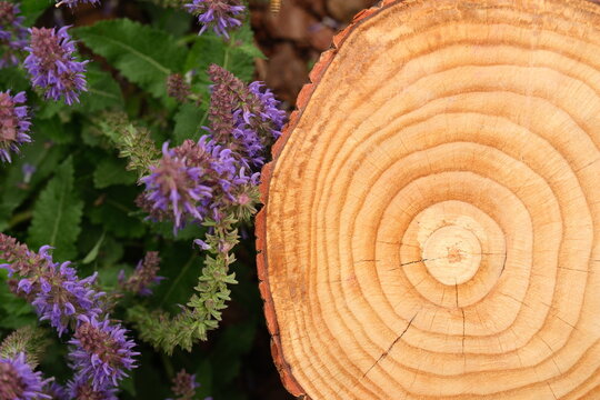 Fresh tree stump with visible growth rings beside purple salvias in natural garden setting