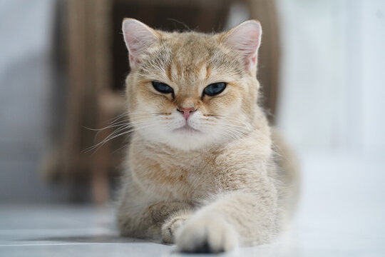 Calm cat blue eye short hair beige fur indoor relaxed pet feline whisker cute animal lying floor domestic mammal close up adorable soft fur attentive alert young healthy clean peaceful content