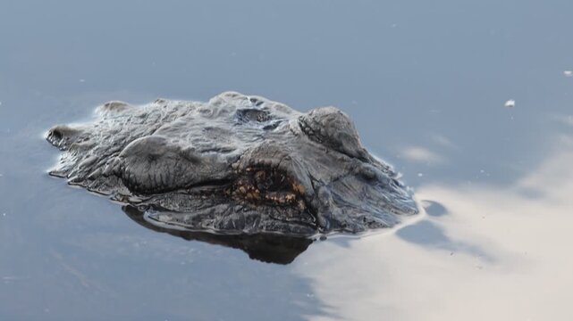 American alligator eye and head above water in wetland habitat