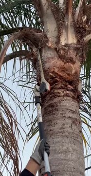 Woodpecker climbing palm tree trunk in tropical environment