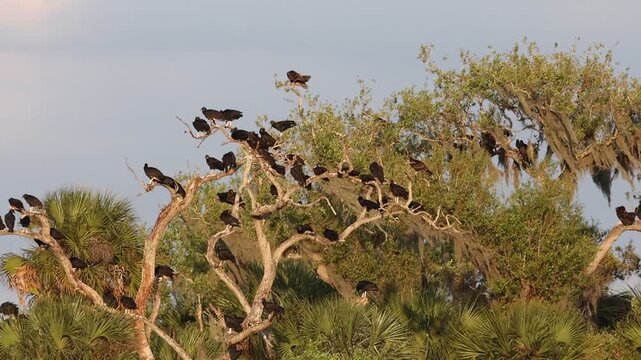 Flock of birds perched on mangrove tree in tropical coastal Florida