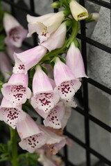 Pink and white foxglove flowers hanging beside a black metal grid fence in a garden setting © 95R17