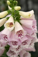 Close-up of pink and white foxglove flower cluster with purple spots and bell-shaped blooms © 95R17