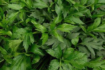 Fresh mugwort leaves with dewdrops captured in close-up detail © 95R17