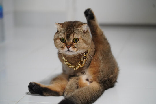 Scottish Fold cat brown fur sitting on white tile floor wearing gold chain necklace raising one leg looking surprised indoor cute funny pet relaxed