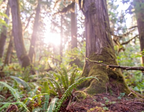 Magical Morning Light in an Ancient Temperate Rainforest