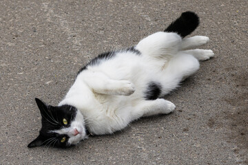Playing with the cat © Richard