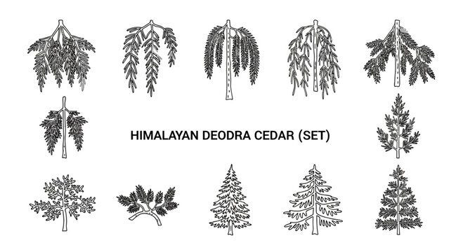 Himalayan Deodra Cedar tree illustrations set.