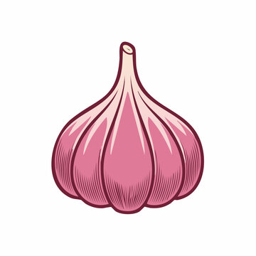 Illustration of a single garlic bulb