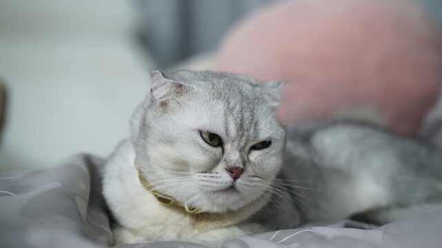 Grumpy cat Scottish Fold silver fur yellow collar lying bed indoor relaxed sleepy pet animal feline whisker cute domestic short hair round face soft cozy home resting calm adorable gray fur plush toy