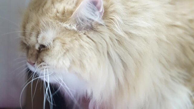 Fluffy cream cat with long hair, soft fur texture, pink ear detail, close up side view, relaxed peaceful mood, affectionate pet feline animal, cozy indoor home environment, gentle lighting