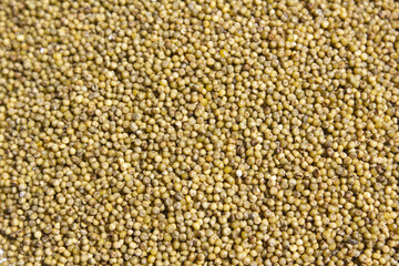 Fototapeta premium It is a close-up of the collected millet.