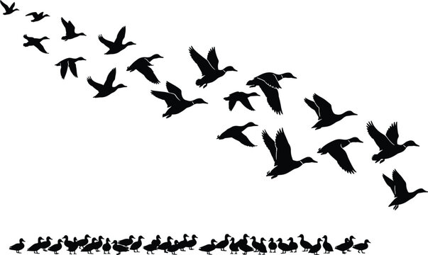 Duck and goose silhouettes vector illustration, flock in V-shaped flight formation with grounded birds symbolizing migration and nature