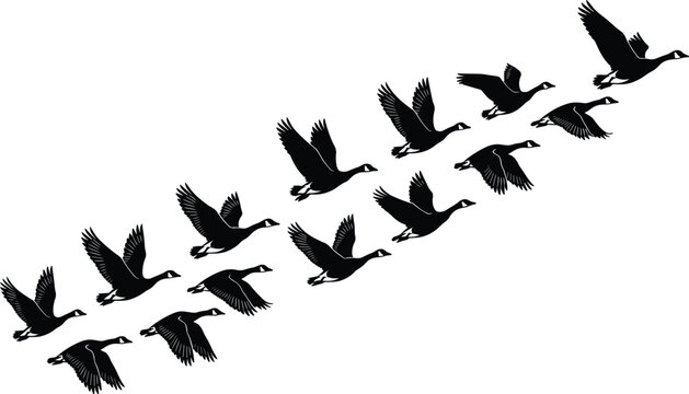 Goose flock silhouettes vector illustration, V-shaped flight formation symbolizing migration, teamwork, freedom, energy conservation, and coordination