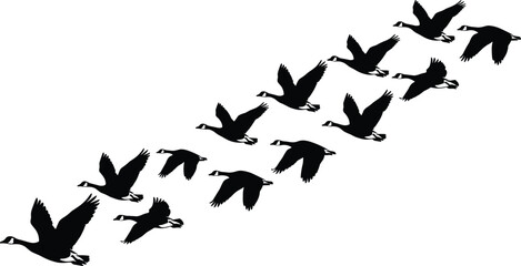Silhouette illustration of geese flying in diagonal V-formation for migration, teamwork, and nature conservation concepts © MD AMINUR