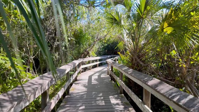 Walking on wooden boardwalk through lush tropical jungle in Everglades National park.