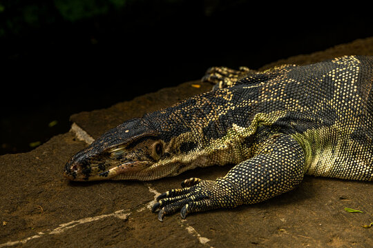 Asian water monitor - Varanus salvator also common water monitor, large varanid lizard native to South and Southeast Asia