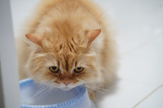 Fluffy orange cat long hair yellow eyes white background sitting looking pet domestic feline cute calm indoor closeup animal whisker fur mammal adorable drinking bowl relaxed soft gentle curious