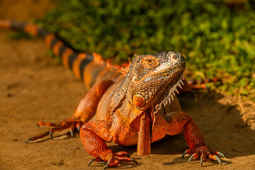 Obraz premium The Red Iguana Iguana iguana closeup image. it actually is green iguana, also known as the American iguana