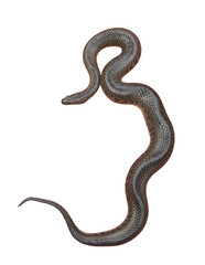 Fototapeta premium Top view snake is coiled isolated transparent background