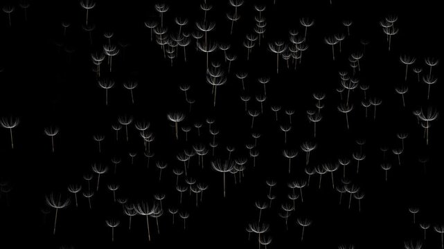 Dandelion Seeds Floating Gently &ndash; Elegant Black Background Animation. Soft Flying Dandelion Seeds in Darkness &ndash; Calm Atmospheric Motion