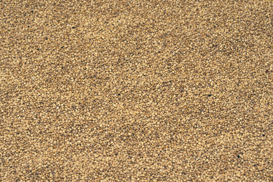 Chenopodium quinoa - Organic white quinoa seeds in bowl and spoon