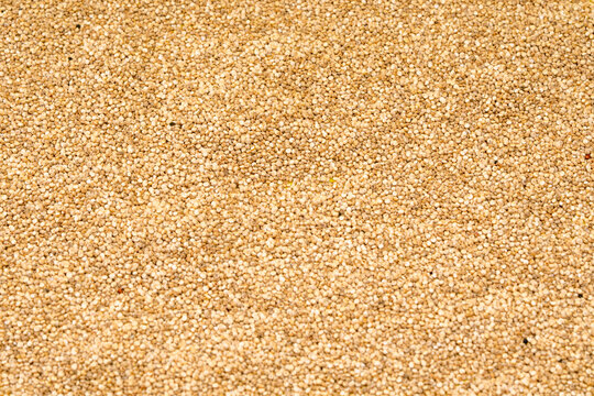 Chenopodium quinoa - Organic quinoa seeds
